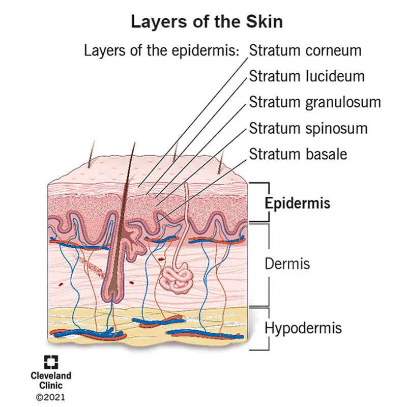 epidermis layer of skin