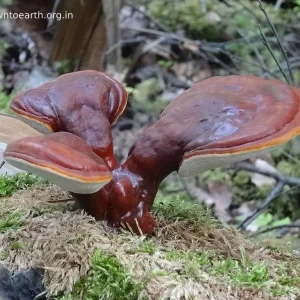 قارچ گانودرما