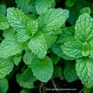 peppermint، نعنا فلفلی